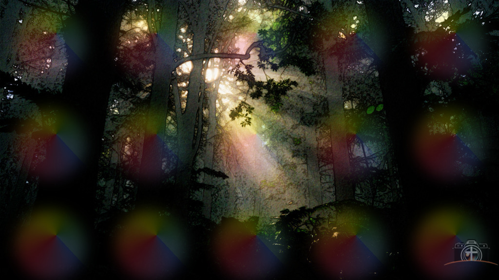 Nebliger Wald - 4k - DigiART | Entdecken Sie eine vielfältige Auswahl individueller Fotos zum Kauf auf picturalux.de. Finden Sie hochwertige Bilder für Ihre Projekte, die Ihre Botschaft perfekt unterstreichen. Stöbern Sie jetzt und verleihen Sie Ihren Inhalten das gewisse Etwas! - Realisiert mit Pictrs.com