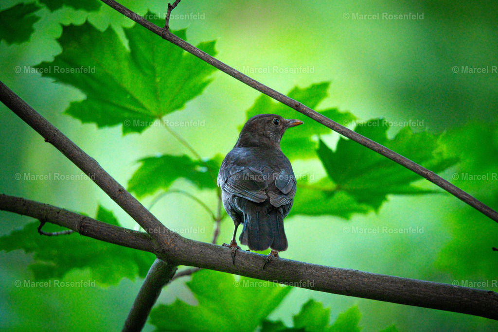 _DSC2885 | foto-rosenfeld