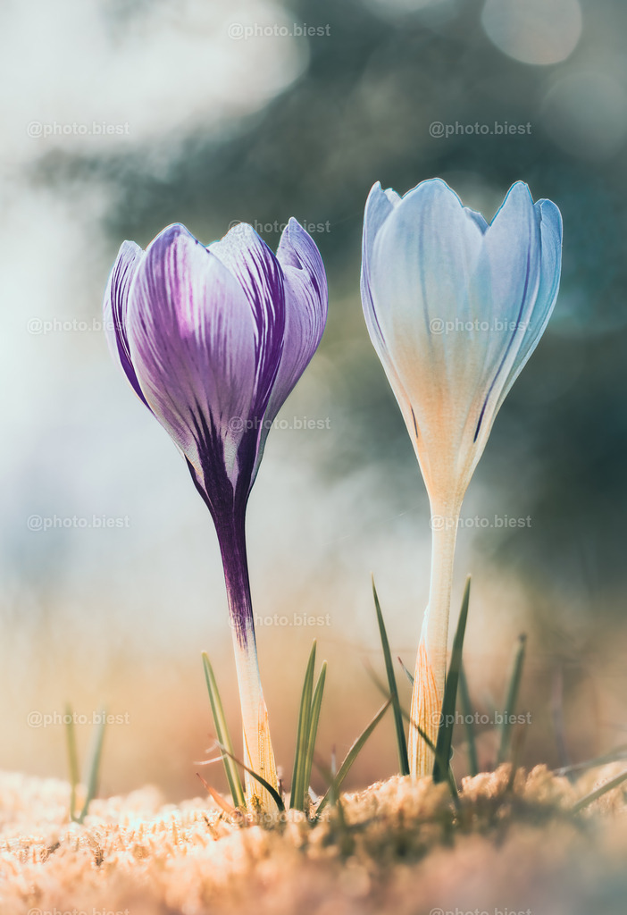 Krokusbokeh | Zwei bunte Krokusse mit zartem Bokeh. - Realisiert mit Pictrs.com