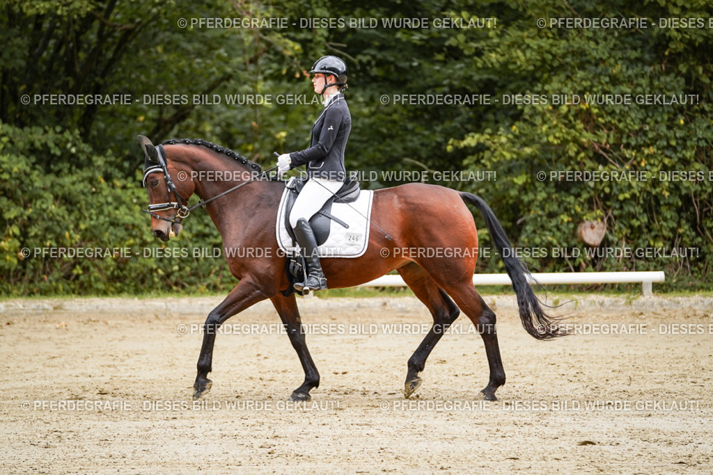 DSC08828 | Pferdegrafie