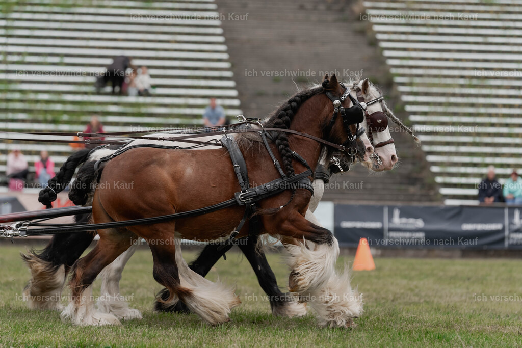 Showprogramm-219 | working equitationturnier fotograf videograf stoibphotography marixx film working equitation deutschland reitsport turnierfotografie eventfotografie equestrian events
