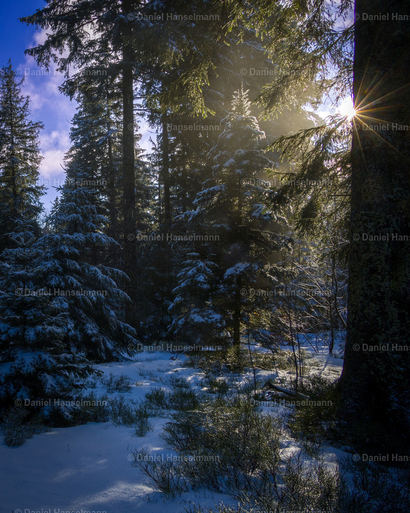 IMG_1104 | Hier finden Sie Poster, Leinwandfotos sowie viele weitere Fotoprodukte mit Motiven aus dem Schwarzwald, aus Freiburg und dem Kaiserstuhl zum Download und zum Bestellen.  - Realisiert mit Pictrs.com