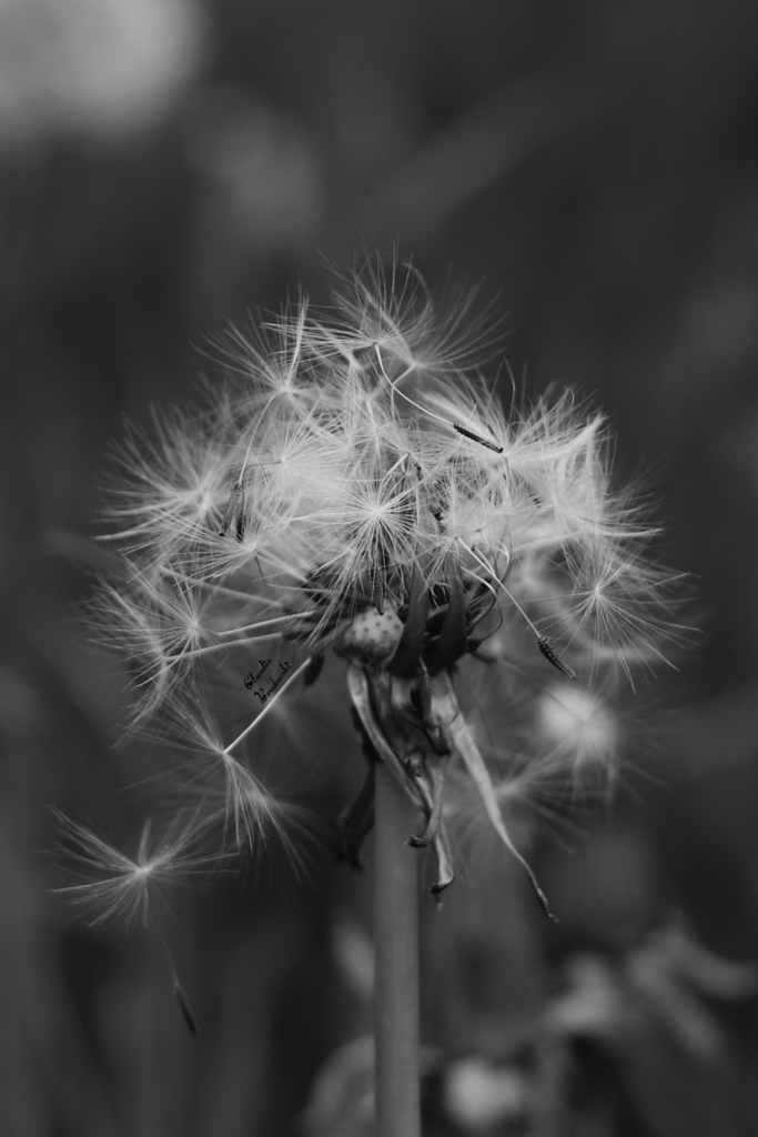 Photo-20230516-225504-S-1079x1619 | Frau-CB - Realisiert mit Pictrs.com