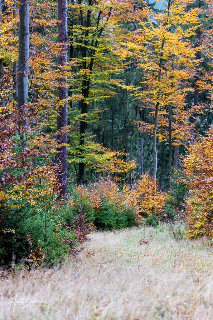 Buchenwald im Herbst | Buchenwald im Herbst - Realisiert mit Pictrs.com