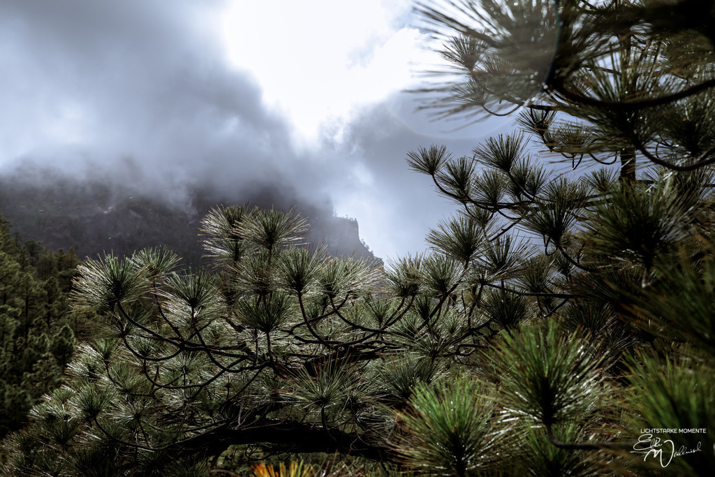 20250319-173911 LA PALMA_047-1 | Herzlich willkommen auf meiner Seite! Ich bin Elke Wallnisch, Deine Fotografin für lichtstarke Momente. Der Name steht für alles, was mich mit der Fotografie verbindet: Das Licht und seine machtvolle Wirkung auf eine Situation oder unsere Stimmung - Realisiert mit Pictrs.com