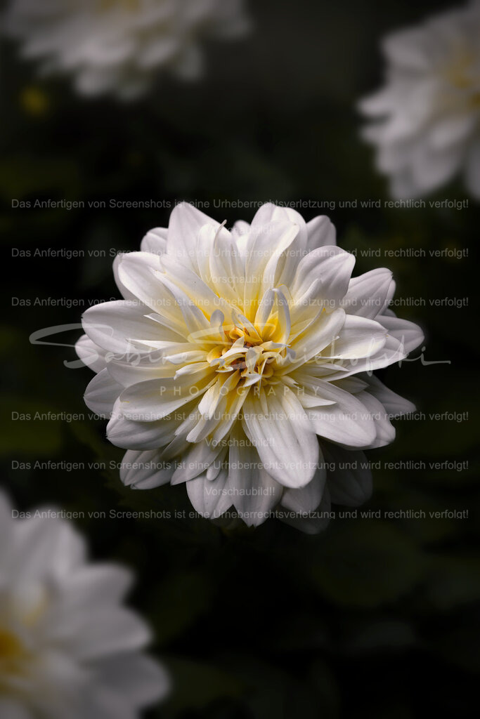 Wandbild Dahlie | People- und Tierfotografie, Imageaufnahmen, Veranstaltungsfotografie und Wandbilder aus der Natur ★ Made in Germany ✔️ Druck + Downloads ✔️ Naturfotografie in Top Qualität ★ schneller Versand, weltweite Lieferung! - Realisiert mit Pictrs.com