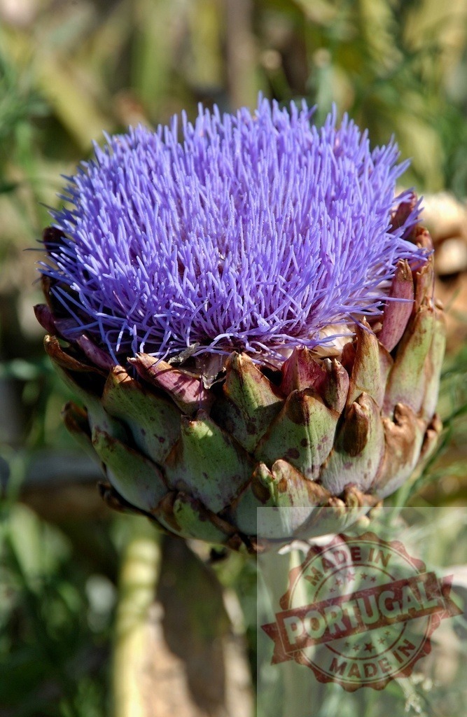 Blooming Artichoke Flower Showing Vibrant Purple Petals in Garden | Close-up of a blooming artichoke flower showcasing its vibrant purple petals, capturing the beauty of nature in a garden setting - Realisiert mit Pictrs.com