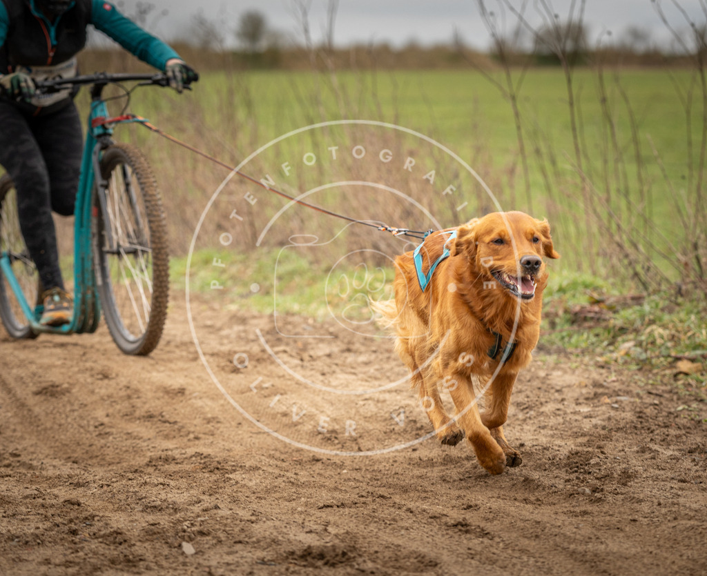 DV3A1459 | Hundefotografie, Tierfotograf, Pfotenfotografie, Fotoshooting Hund, Hunde Portrait, Hundesport, Hundeportraits, Heideshooting, Hunde, Sportfotograf, Hundefotograf, Turnierhundsport, THS,  - Realisiert mit Pictrs.com