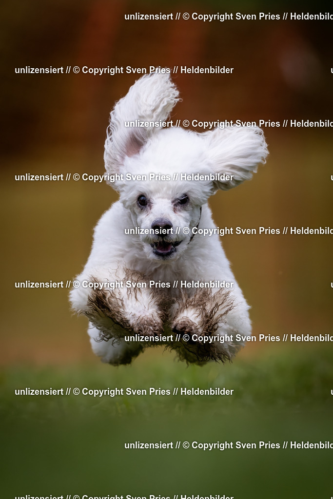 Sven Pries | 2024-04-21 - Hunderennen Baden-Oos
Foto: Sven Pries - Realisiert mit Pictrs.com