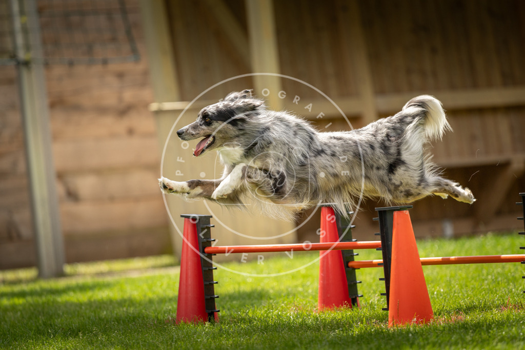 Pfotenfotografie_DV3A3501 | Hundefotografie, Tierfotograf, Pfotenfotografie, Fotoshooting Hund, Hunde Portrait, Hundesport, Hundeportraits, Heideshooting, Hunde, Sportfotograf, Hundefotograf, Turnierhundsport, THS,  - Realisiert mit Pictrs.com