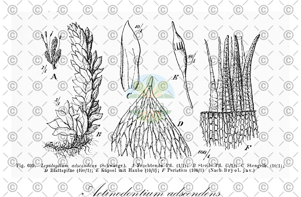 HistAbb_wfo-0001147841_1_ENZY_Simple | Historische Abbildung von Actinodontium adscendens - Callicostaceae | Historical Illustration of Actinodontium adscendens - Callicostaceae