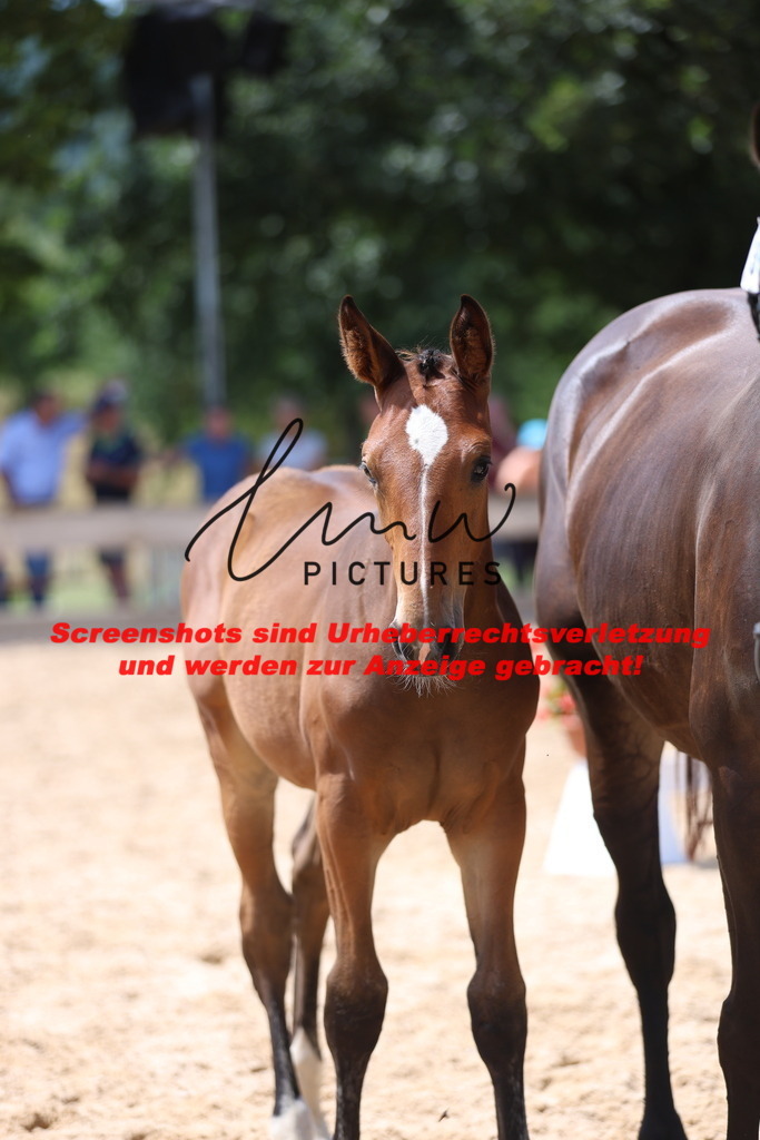 Fohlenschau_Schwäbisch_Hall_springbetonte_Fohlen_KN 39_12 | lmwpictures - Realisiert mit Pictrs.com