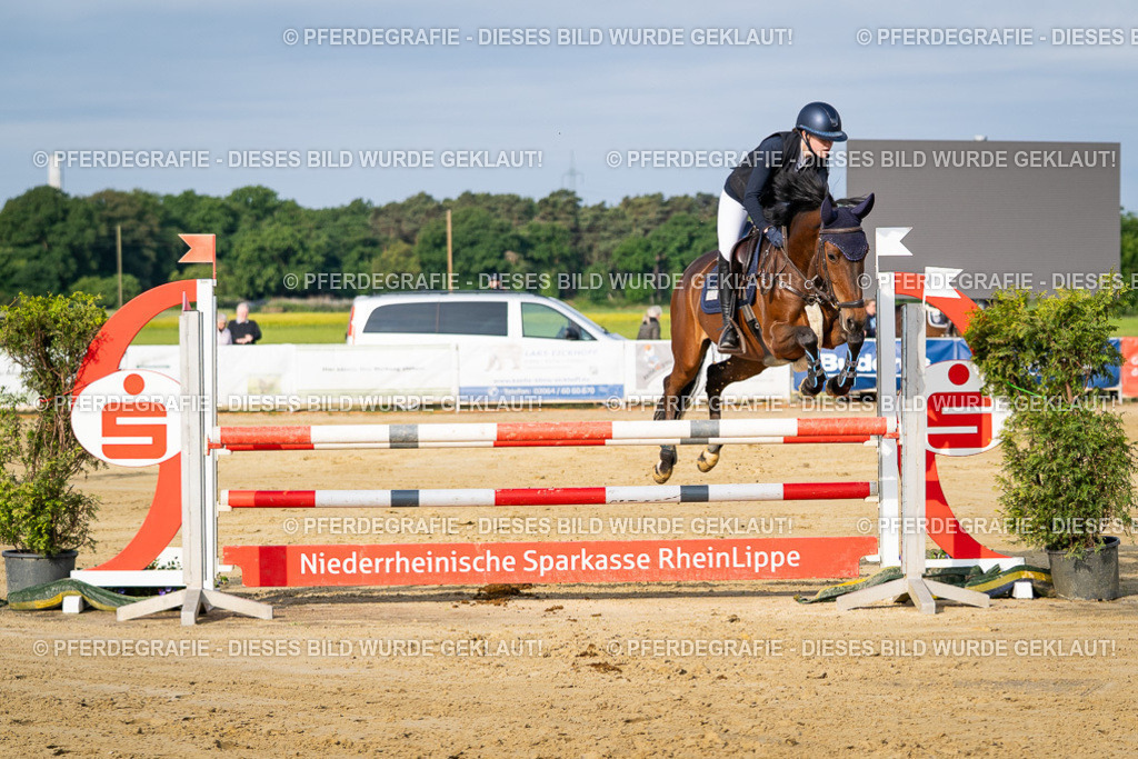 DSC02914 | Pferdegrafie