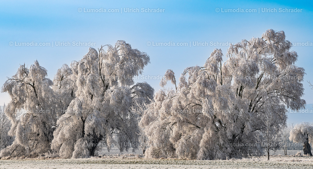 10049-13482 - Winterzauber im Großen Bruch | Stockfoto und Bilderpool mit Bildmaterial aus Deutschland, dem Harz, Halberstadt, Quedlinburg, Wernigerode und weltweit. Qualitativ hochwertige und professionelle Fotos anschauen und kaufen. - Realisiert mit Pictrs.com