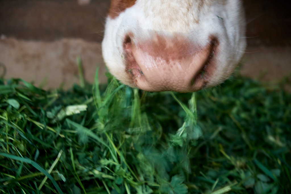 Gras fressende Kuh im Stall | Pillichsdorf, Austria - April 22, 2017: Gras fressende Kuh im Stall. - Realisiert mit Pictrs.com