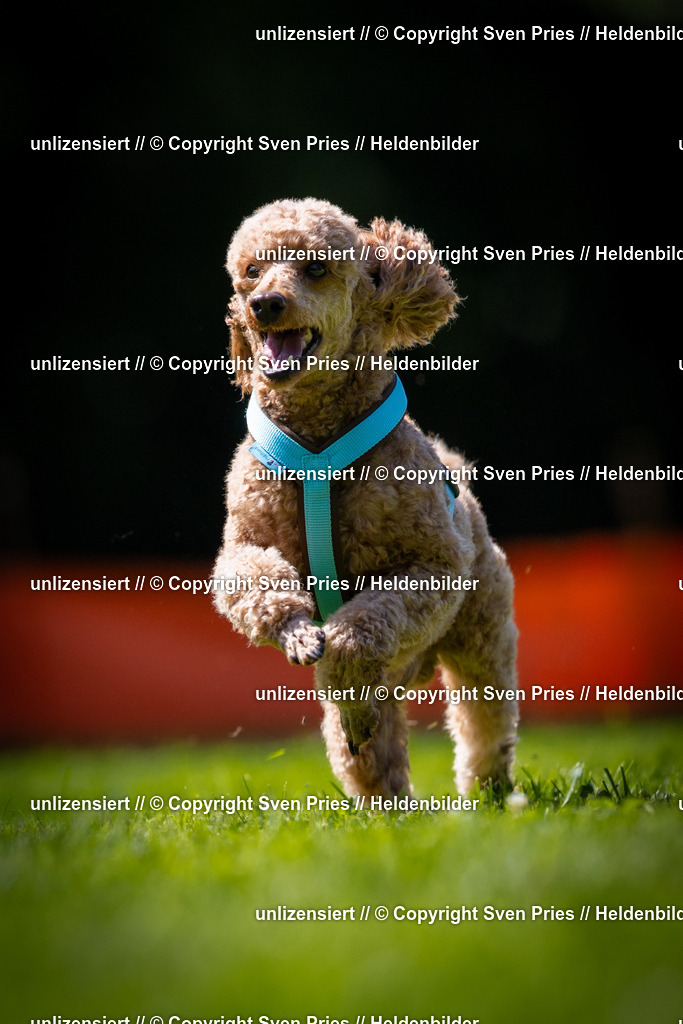 Sven Pries | 2025-08-10 - Hunderennen Durlach - Realisiert mit Pictrs.com