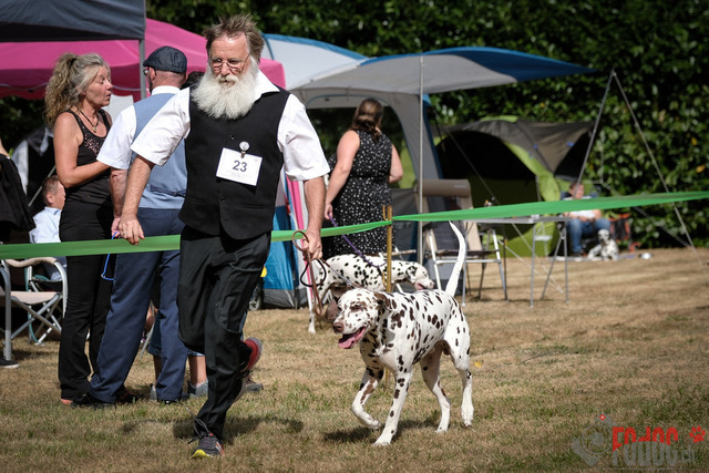 Dalmatiner Hilden | Dalmatiner, Regionalgruppenausstellung Regio West Hilden. Richterin Sivia Weber-Martegani.  in Hilden  03.09.2022 Foto: Leo Wyden