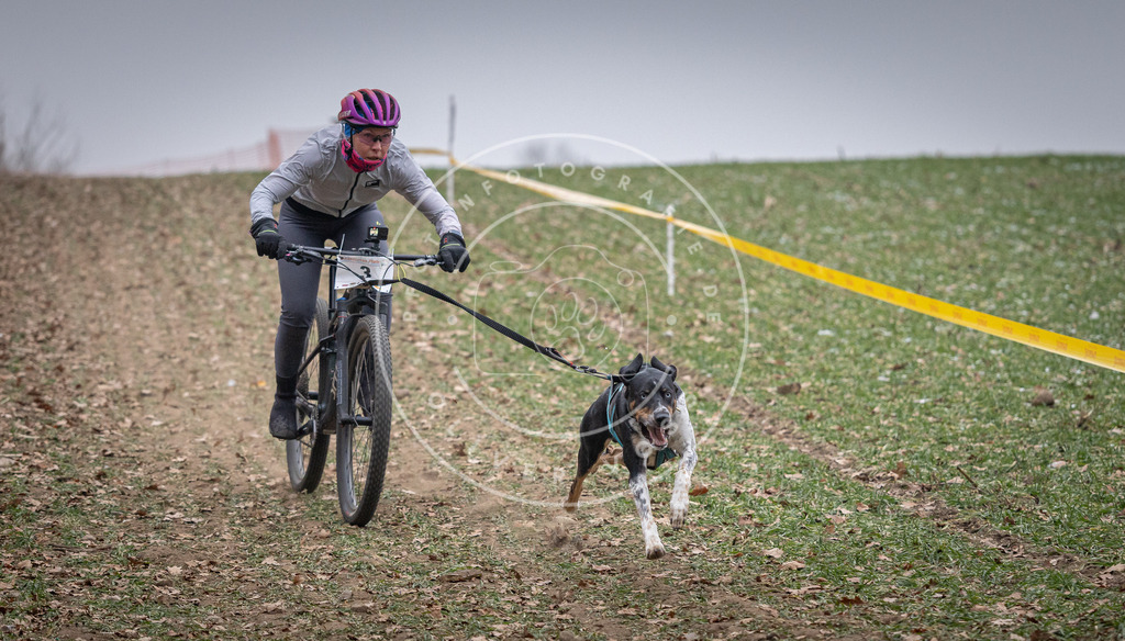 Pfotenfotografie_DV3A0965 | Hundefotografie, Tierfotograf, Pfotenfotografie, Fotoshooting Hund, Hunde Portrait, Hundesport, Hundeportraits, Heideshooting, Hunde, Sportfotograf, Hundefotograf, Turnierhundsport, THS,  - Realisiert mit Pictrs.com