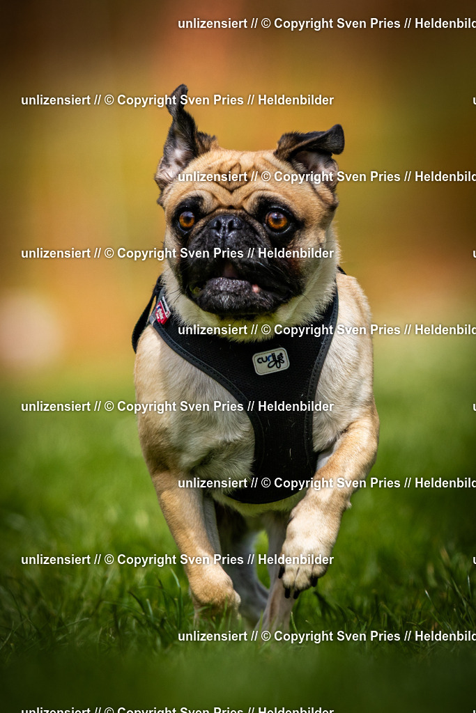 Sven Pries | 2025-04-13 - Hunderennen Baden-Baden - Realisiert mit Pictrs.com