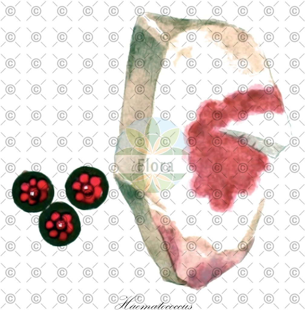 HistAbb_4SG5_1_ENZY_Simple | Historische Abbildung von Haematococcus - Haematococcaceae (0) | Historical Illustration of Haematococcus - Haematococcaceae (0)