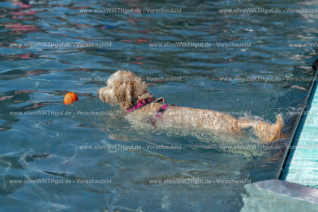 Hundeschwimmen_Volksbad_2026-allesWIRTHgut_Tierfotografie-2609061240-FAY06526 | Professionelle Tierfotografie in Mönchengladbach von Daniel Wirth (allesWIRTHgut). Liebevolle & natürliche Bilder von Hunden & Katzen für unvergessliche Erinnerungen.