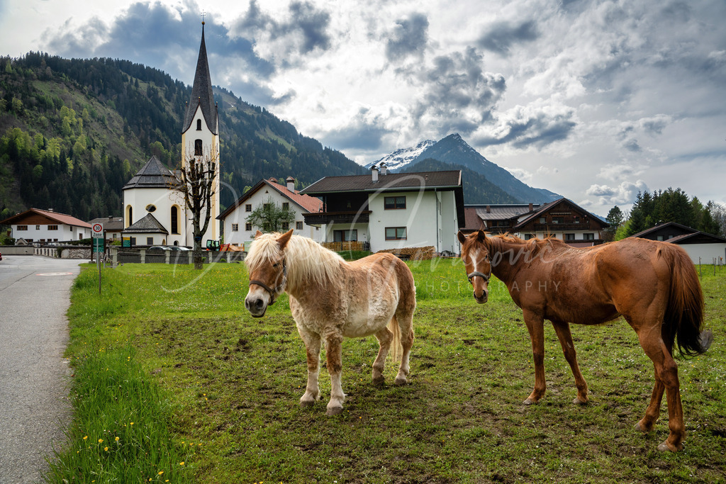 Bichlbach | Pferde in Bichlbach