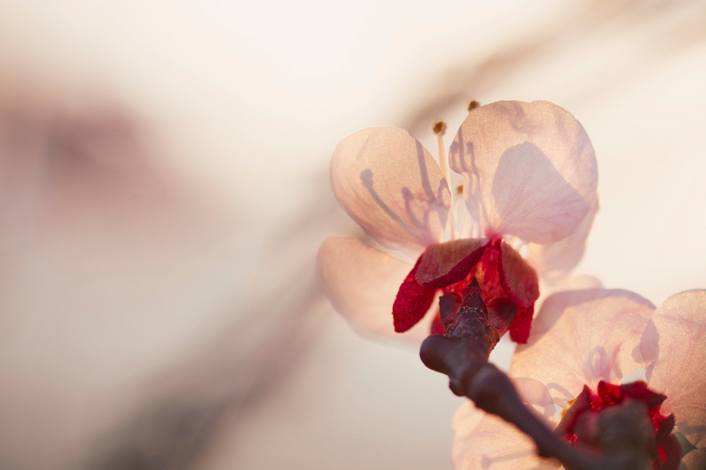 Marillenbluete in der Wachau | Oberloiben, Austria - April 11, 2015: Marillenbluete in der Wachau. - Realisiert mit Pictrs.com
