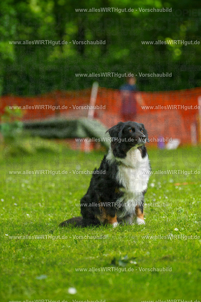 @allesWIRTHgut_Tierfotografie - www.allesWIRTHgut.de - 091328-7R506746 | Professionelle Tierfotografie in Mönchengladbach von Daniel Wirth (allesWIRTHgut). Liebevolle & natürliche Bilder von Hunden & Katzen für unvergessliche Erinnerungen.
