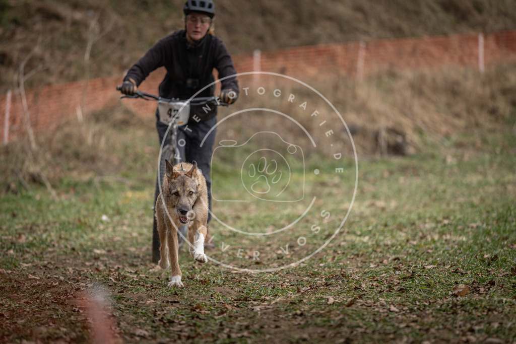 Pfotenfotografie_DV3A0539 | Hundefotografie, Tierfotograf, Pfotenfotografie, Fotoshooting Hund, Hunde Portrait, Hundesport, Hundeportraits, Heideshooting, Hunde, Sportfotograf, Hundefotograf, Turnierhundsport, THS,  - Realisiert mit Pictrs.com