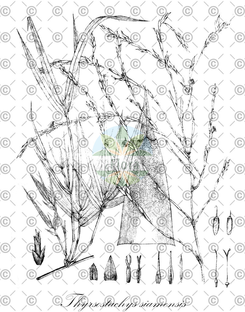 HistAbb_wfo-0000749206_1_ENZY_Simple | Historische Abbildung von Thyrsostachys siamensis - Poaceae | Historical Illustration of Thyrsostachys siamensis - Poaceae