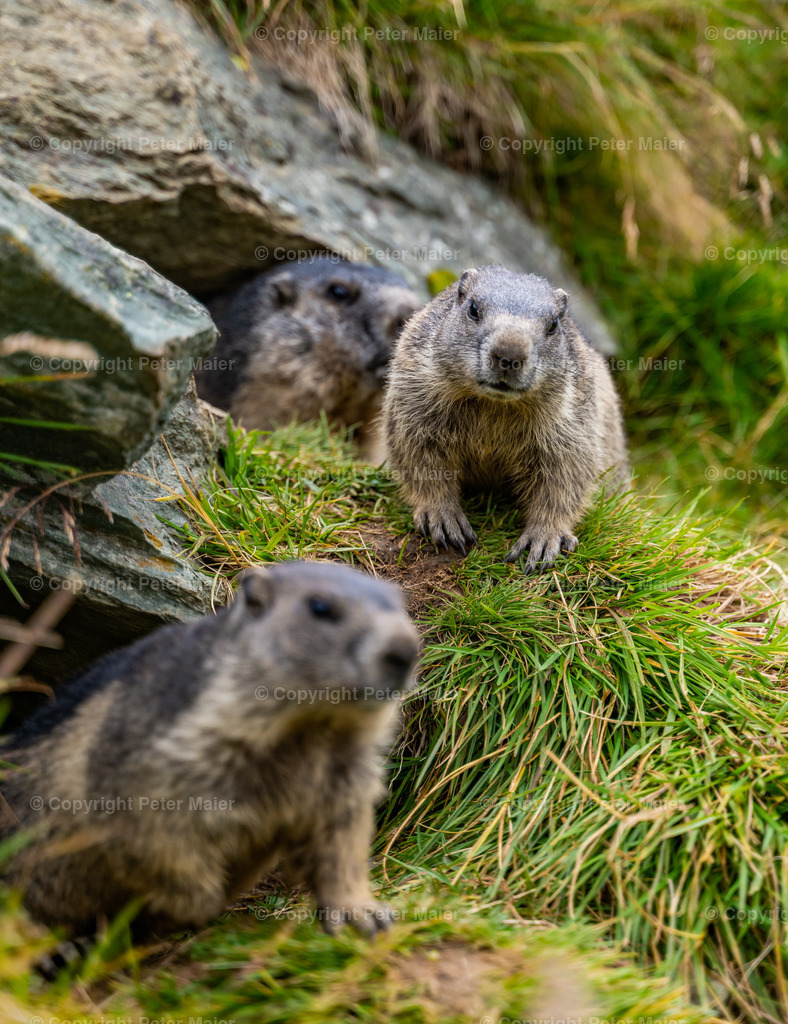 Murmel Galle 2021-3 | piet_flosse