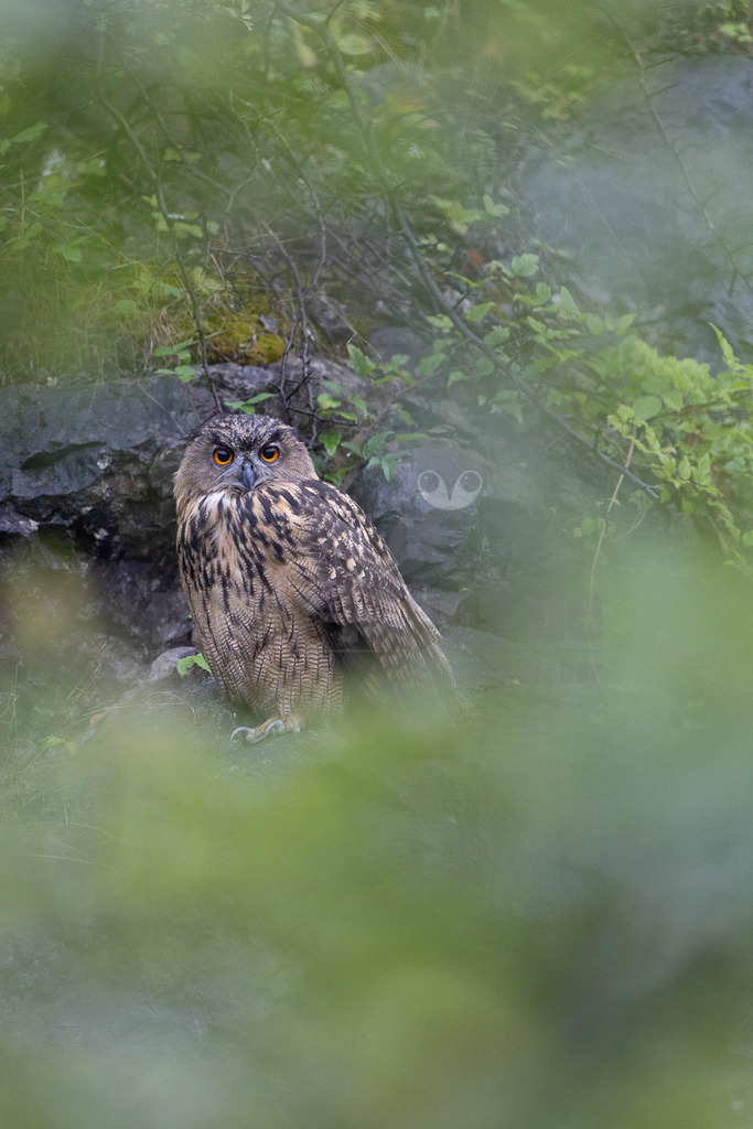 R6NF4114_20240818 | Ein Uhu (Bubo bubo) sitzt auf einem Felsen, umgeben von üppigem Grün und Felsen. Sein Gefieder ist in Brauntönen mit dunklen Streifen gemustert, was ihm eine hervorragende Tarnung bietet. Die leuchtend orangefarbenen Augen des Uhus sind aufmerksam nach vorne gerichtet. Es sind keine spezifischen Interaktionen erkennbar. - Realisiert mit Pictrs.com