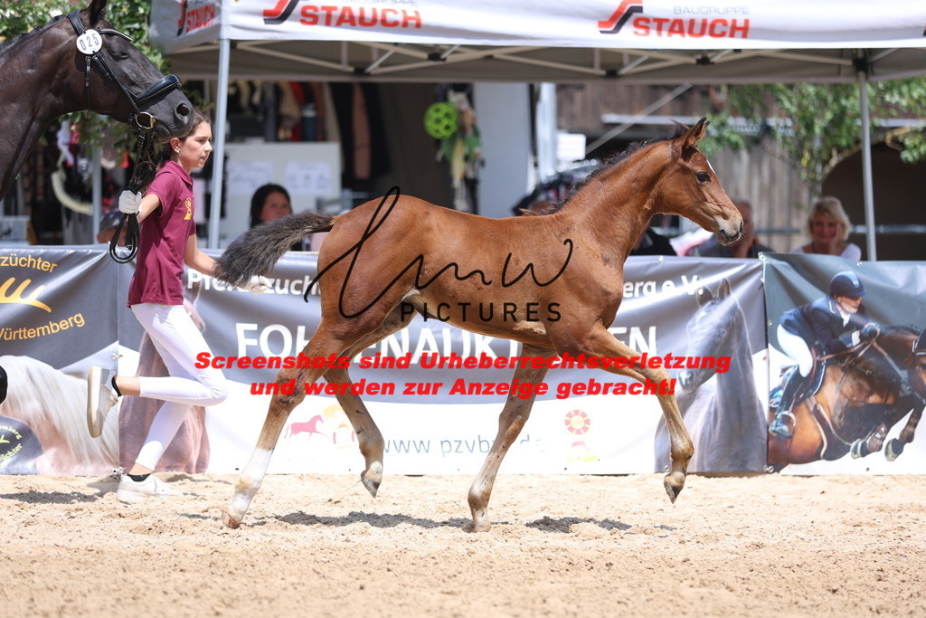 Fohlenschau_Schwäbisch_Hall_springbetonte_Fohlen_KN 25_4 | lmwpictures - Realisiert mit Pictrs.com