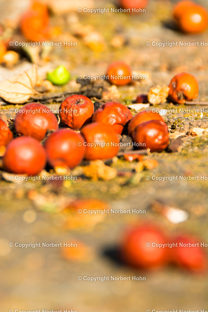 Reisefotografie - Asien - Thailand | Vogelbeeren-Stilleben. - Realisiert mit Pictrs.com