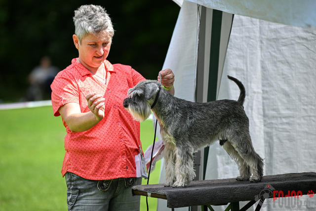 Ausstellung des Pinscher Schnauzer-Klub | Ausstellung des Pinscher-Schnauzer-Klub, OG München in Gröbenzell 30.07.2023 Foto: Leo Wyden