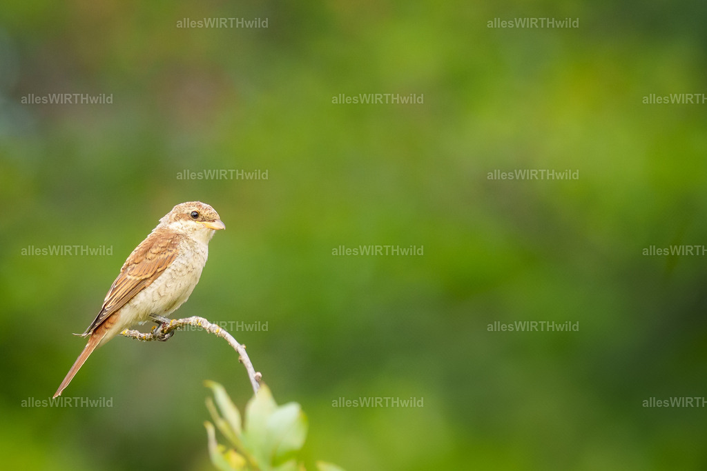 Daniel Wirth - www.allesWIRTHwild.de - Harz - 7IV08704-2 | Entdecke die faszinierende Welt der Natur- und Wildlife-Fotografie von Daniel und Bärbel. Inspirierende Bilder von wilden Tieren und kleinen Naturwundern.