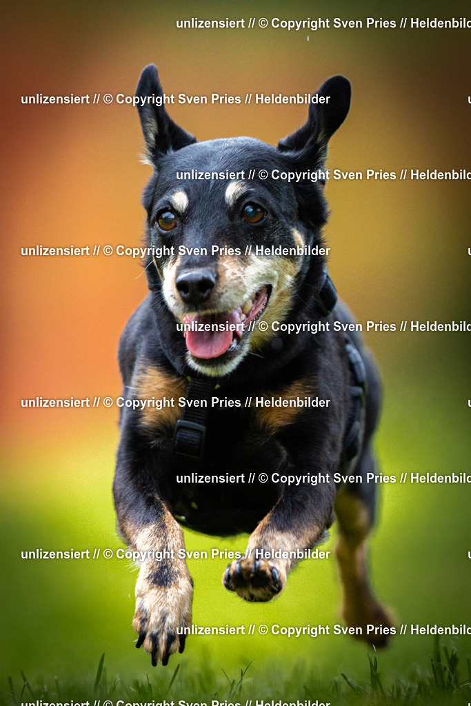 Sven Pries | 2025-09-21 - Hunderennen Baden-Oos - Realisiert mit Pictrs.com