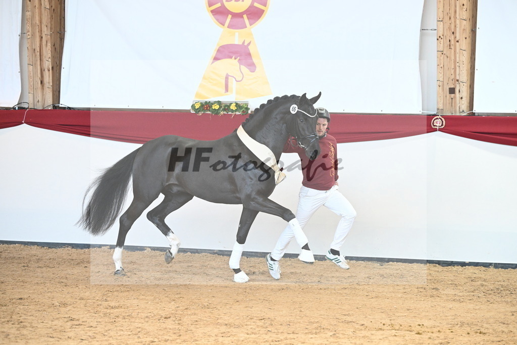 Kat.-Nr. 65 v. Springbank II VH_Reichert_2242881 | hf-fotografie - Realisiert mit Pictrs.com