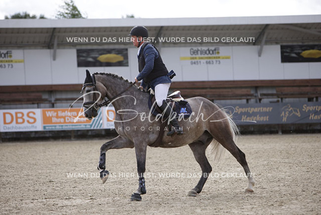 1J2A1373Claas Christoph Gröpper_ Cellarimo_ Kn181_ Havekost | Foto- und Videografie für alles rund ums Pferd. Hochwertige Bilder und Videos vom Spring- und Dressurreiten, Voltigieren & mehr. Jetzt aktuelle Veranstaltungen und Preise im Shop ansehen. - Realisiert mit Pictrs.com