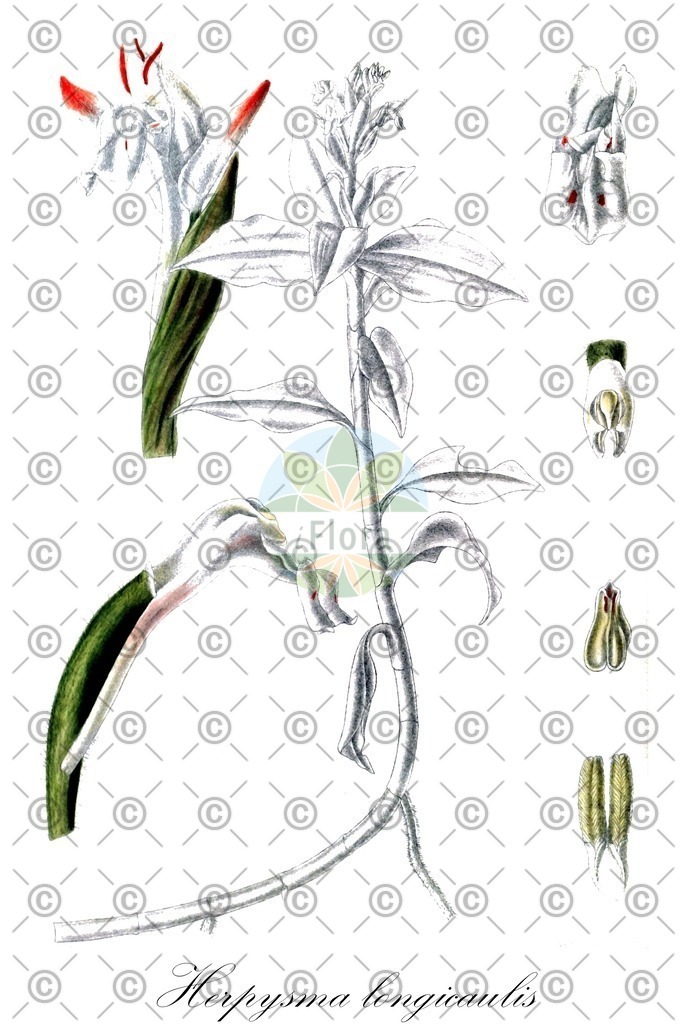 HistAbb_wfo-0000657824_1_ENZY_Simple | Historische Abbildung von Herpysma longicaulis - Orchidaceae | Historical Illustration of Herpysma longicaulis - Orchidaceae