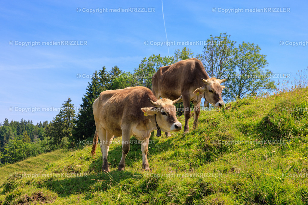 _J3A8011 | medienkrizzler - Realisiert mit Pictrs.com