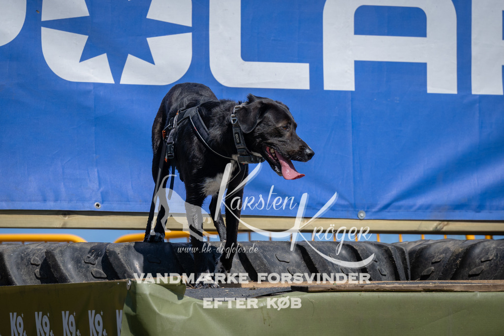 1316_ZZ98441 | kk-dogfotos