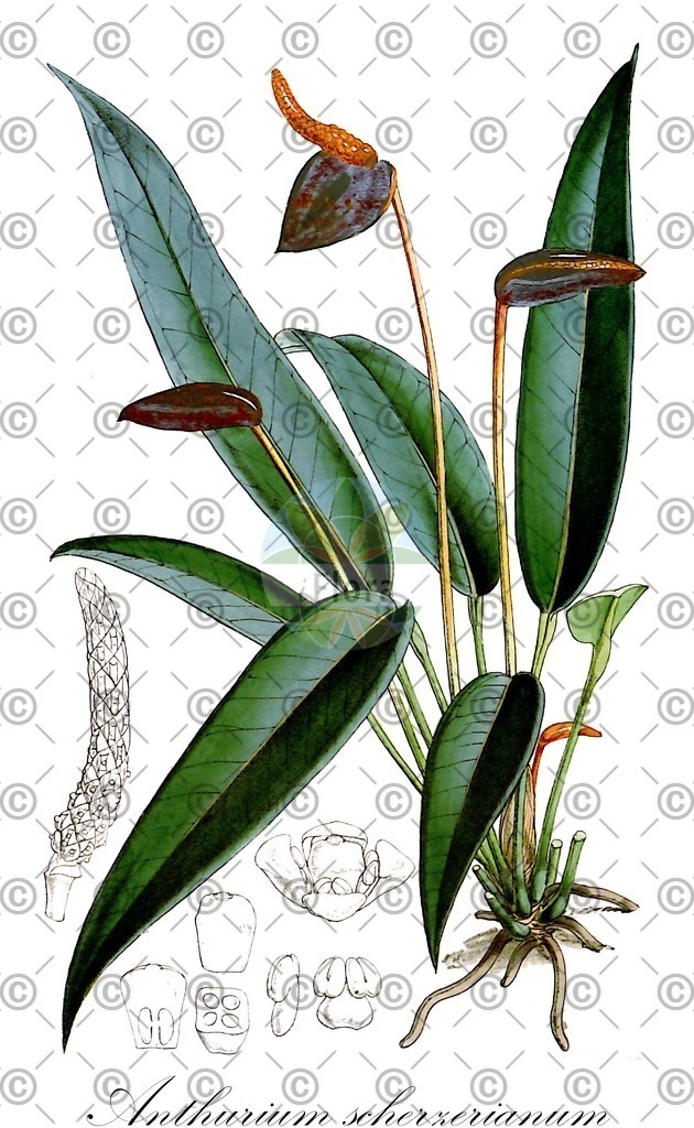 HistAbb_EMP_21660_SRC_Schlechtendal_FLORAD_SIMPLE | Historische Abbildung von Anthurium scherzerianum - Araceae | Historical Illustration of Anthurium scherzerianum - Araceae