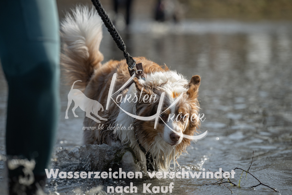 1238_ZZ91259 | kk-dogfotos
