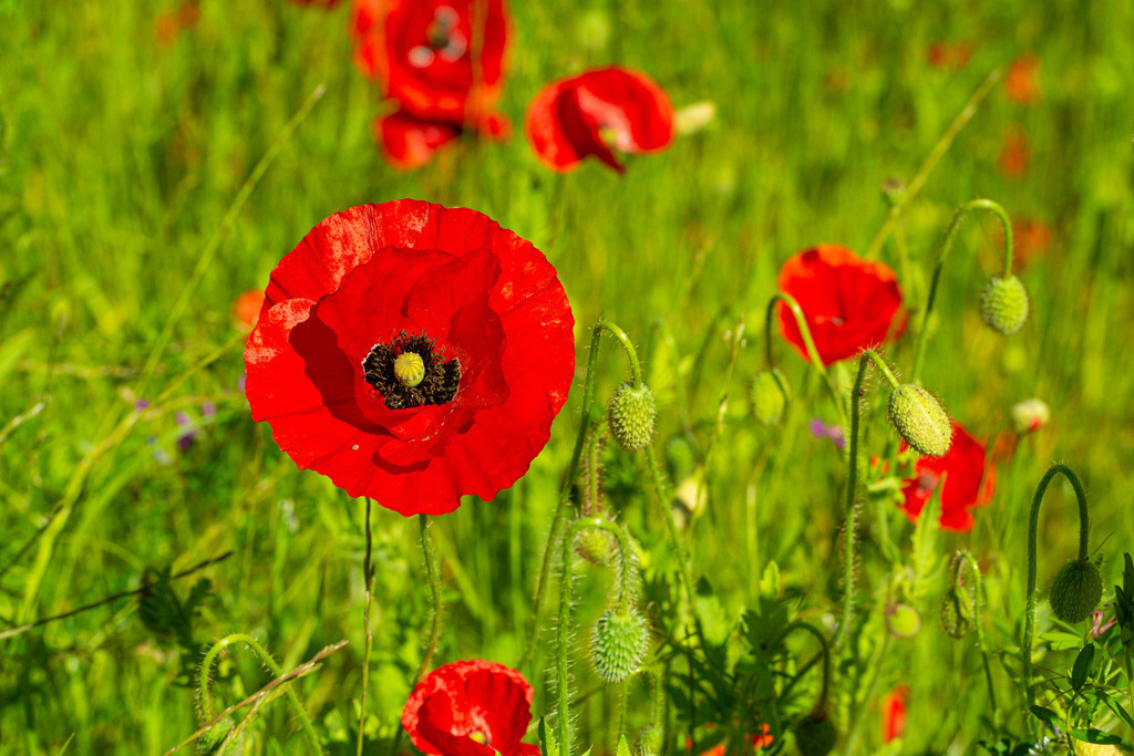 2022_06_03_MOHN_DSC3212 | Hochwertig gedruckte Fotografien für die Wand, als Kalender und zum Verschenken. Hamburg & Norddeutschland und überall wo ich mit der Kamera unterwegs war.
