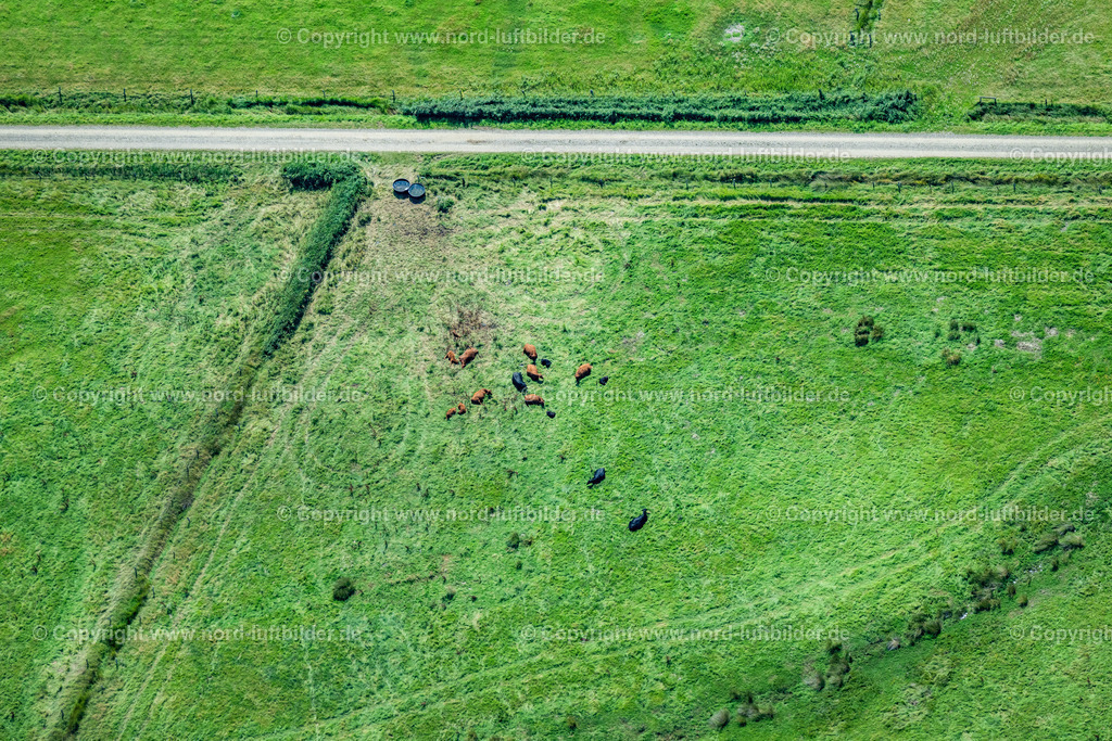 Sylt_Morsum_Wiesen_Rinder_Kühe_ELS_5021130825 | SYLT 13.08.2025 Wiesenland Ansicht von Archsum auf der Insel Sylt im Bundesland Schleswig-Holstein. // Meadowland view of Archsum on the island of Sylt in Schleswig-Holstein. Foto: Martin Elsen