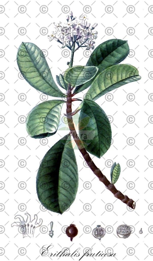 HistAbb_wfo-1000040478_1_ENZY_Simple | Historische Abbildung von Erithalis fruticosa - Rubiaceae | Historical Illustration of Erithalis fruticosa - Rubiaceae