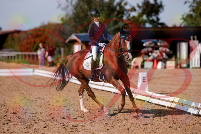 2026_10_03_Siefer-Hof_123801_Z81_34915632 | Professionelle Reitsport-, Turnier- und Eventfotografie von Robert Broda. Galerien mit ausgewählten und bearbeiteten Bildern direkt online ansehen und bestellen.