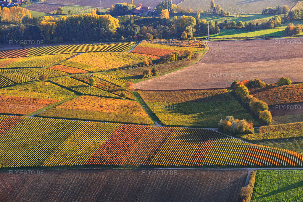 Luftbild: Herbstlicht bunte Reben der Weinberge bis Oberhausen im Ortsteil Drusweiler in Niederhorbach im Bundesland Rheinland-Pfalz in Deutschland. Foto: IMG_095791.jpg vom 30.10.2016 durch Werner Riehm/FLY-FOTO.de