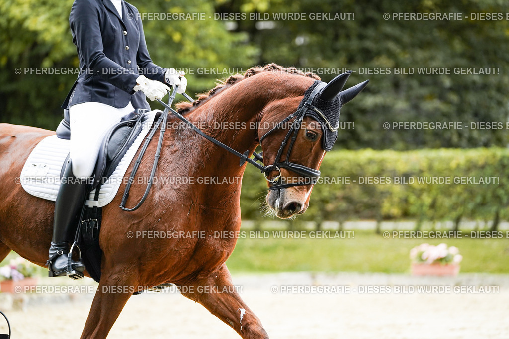 DSC07278 | Pferdegrafie